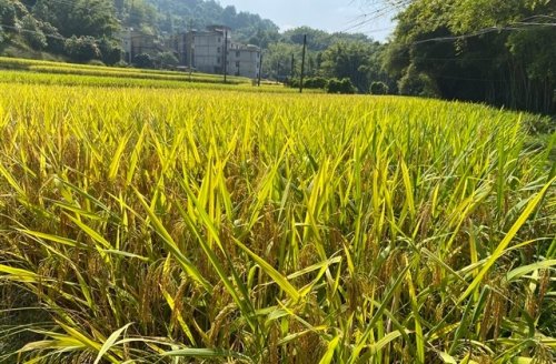 五行缺土男孩取名最佳用字251个