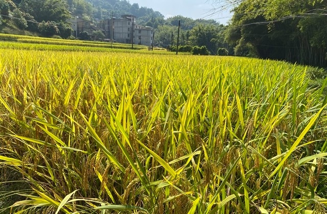 兔年春节祝福语简短