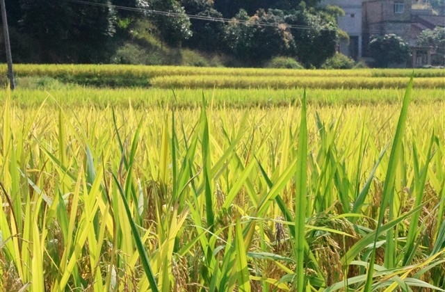 大气有格局的微信名