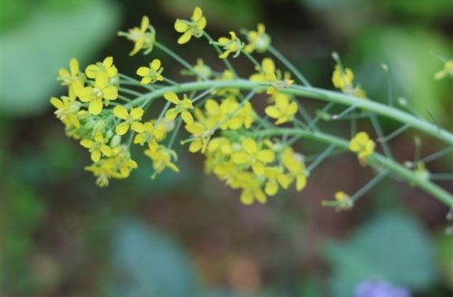 三八节祝福语短句朋友圈