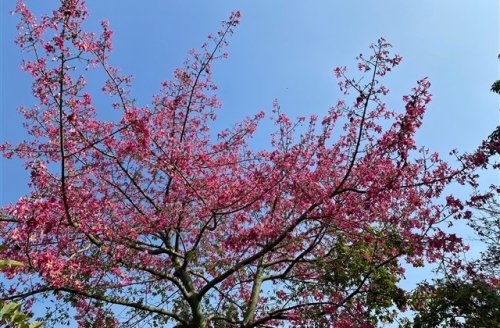 霸气的游戏家族群名字大全