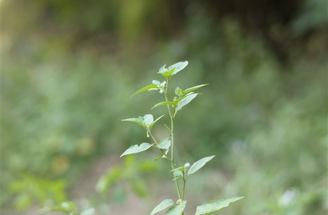 忧伤又好听的网名(共98个)